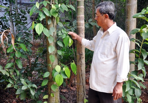 Ông Trương Công Thảy không đồng tình với cách áp giá BTHT cây trồng của cơ quan chức năng.