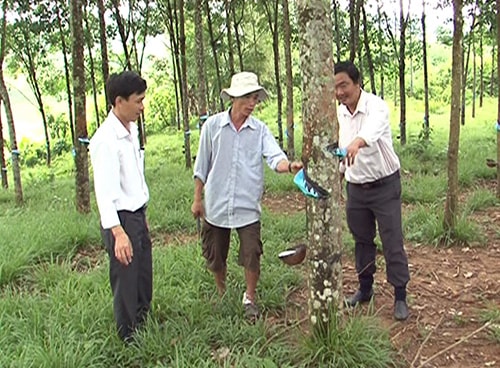 Cây cao su phát triển mạnh mẽ ở Già Ban đã làm vùng quê này thay da đổi thịt.Ảnh: H.BẢY