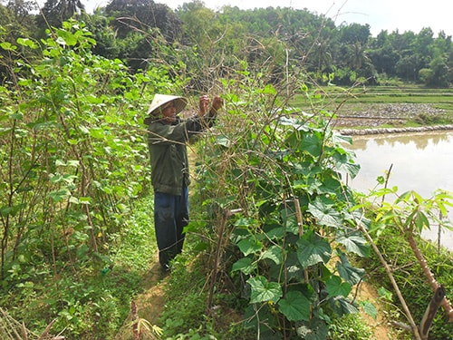 “Vườn rau gia đình” đem lại hiệu quả kinh tế cao của hộ anh Nguyễn Chí Linh (thôn 2, xã Tiên Thọ).