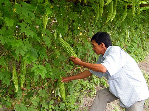 Nông dân Dương Văn Giác (thôn Tú Nghĩa, xã Bình Tú) với vườn khổ qua cho hiệu quả kinh tế nhờ áp dụng kỹ thuật tìm hiểu được từ internet.Ảnh: THÚY ƯU