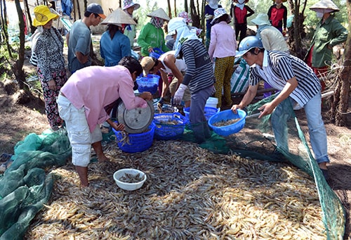 Thu hoạch tôm thẻ chân trắng.