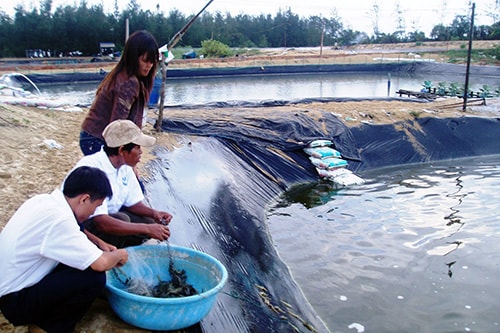 Nhiều diện tích đất vườn, đất lâm nghiệp ở vùng đông Thăng Bình trở thành ao nuôi tôm thẻ chân trắng.