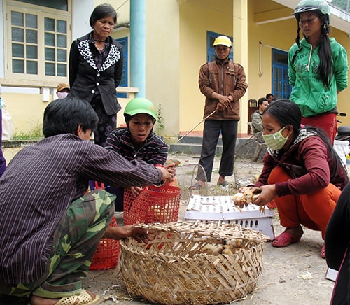 Người dân vùng cao nhận gà giống về nuôi.