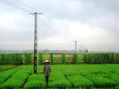 Đưa điện ra cánh đồng chuyên canh và cây trồng cạn ở xã Duy Phước - Duy Xuyên.Ảnh: MAI NHI