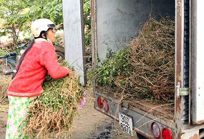 Cây cà gai leo tươi được gom lên ô tô sáng 16.1.