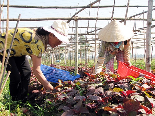 Đẩy mạnh lên kết “4 nhà” sẽ tạo đầu ra bền vững cho nông sản.