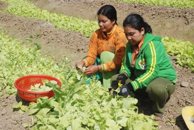 Các chị nuôi chăm lo chu đáo bữa cơm cho học sinh.