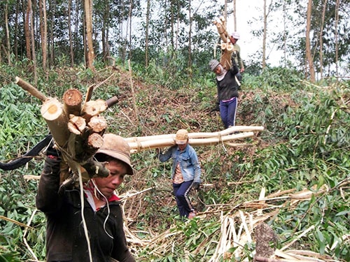 Nghề đi cây góp phần tăng thu nhập nhưng tiềm ẩn không ít rủi ro, nhất là đối với phụ nữ.