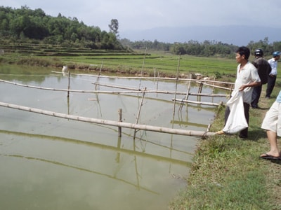 Ông Nguyễn Bạn bên ao nuôi thí điểm sắp thu hoạch. Ảnh: H.L