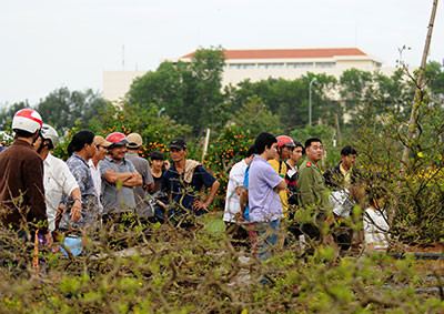 Và đây, những người chơi mai cảnh tụ tập, bình phẩm trước những chậu mai cảnh đến từ tỉnh Bình Định.