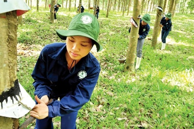 Cao su Quảng Nam đang là một sản phẩm chiến lược.Ảnh: D.HOÀNG