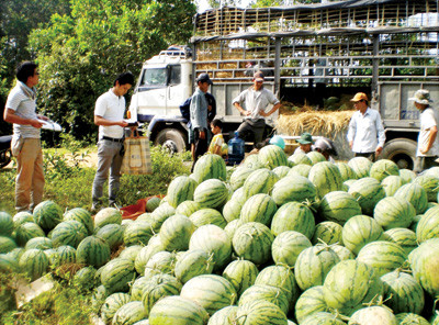 Thu mua dưa để xuất khẩu.