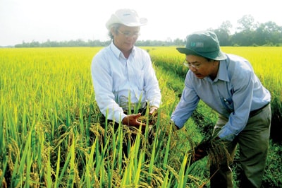 Những “bông lúa vàng” trên cánh đồng xứ Quảng.