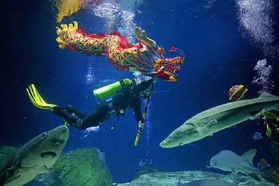 Một thợ lặn múa rồng trong hồ thuỷ sinh Bắc Kinh nhân dịp năm mới.
