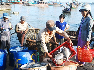 Thương lái mua cá ngay tại bến An Lương.