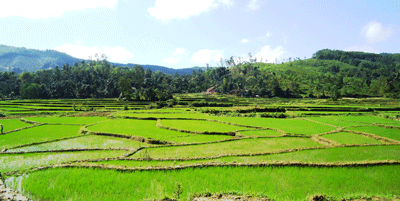 Cánh đồng lúa Tiên Phước đang phát triển xanh tốt.                                                                                      Ảnh: N.HƯNG