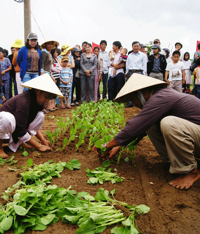 Thi trồng rau và ẩm thực Trà Quế.