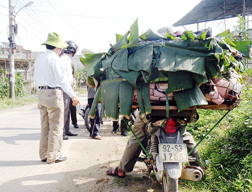 Do chính quyền cơ sở  quản lý địa bàn kém nên dẫn đến tình trạng vận chuyển heo bệnh ra khỏi vùng dịch. Ảnh: V.SỰ