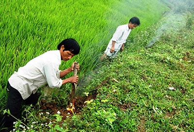 Người dân xã Duy Trinh (Duy Xuyên) tổ chức diệt chuột.Ảnh: M.NHI