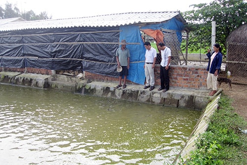 Mô hình chăn nuôi heo, cá kết hợp của hộ ông Châu Bai.Ảnh: Nam Quang