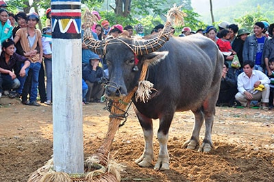 Trâu đực to khỏe được cột bên cây nêu. 