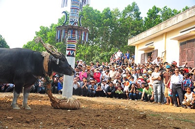 Hàng ngàn người dân theo dõi lễ hội đâm trâu. 