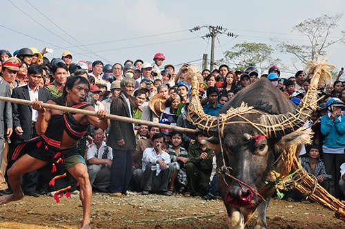 Lễ đâm trâu của đồng bào Co.