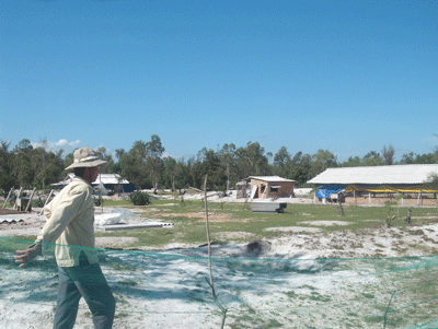 Trang trại nuôi gà của 4 ông: Tâm, Tiến, Trực, Tín.