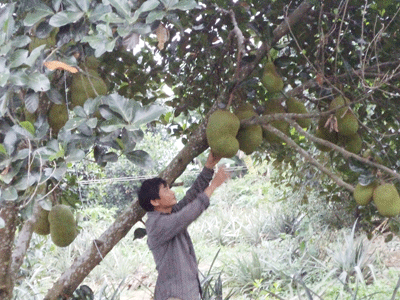 Vườn mít trĩu quả của gia đình anh Tiến. Ảnh: BÍCH LIÊN