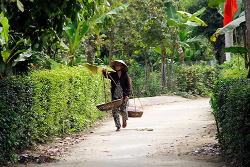 Trong “vườn Nam Bộ” Đại Bình.