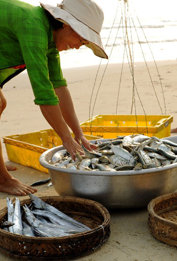 Niềm vui trúng cá trích nhân đôi khi giá bán cá đến 7.000 đồng/kg