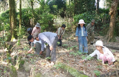 Người dân Trà Linh vay vốn trồng sâm Ngọc Linh.                                                                                                                                                Ảnh: T.PHONG