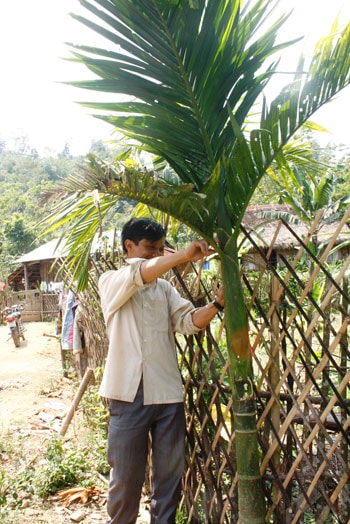 Cây cau mang từ làng cũ về trồng, giờ đã cao quá đầu người.