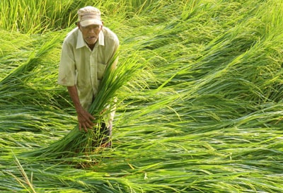 Gió lốc đã làm thiệt hại nặng 15 ha lúa đang trổ đòng rộ.