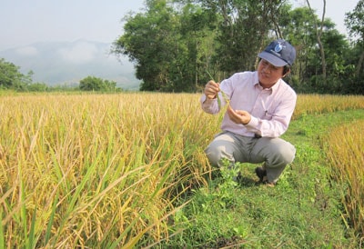 Tiến sĩ Hà Văn Nhân với giống lúa P6 đột biến đem lại năng suất cao tại Quảng Nam.Ảnh: VĂN HÀO