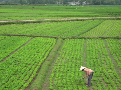 Cánh đồng đậu phụng ở khu vực Đồng Thoa (khối phố Hương Sơn, Hòa Hương, Tam Kỳ).Ảnh: Đ.N