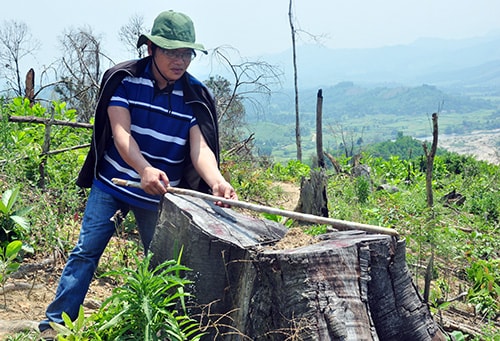 Những vạt rừng với những thân cây to như thế này đã bị triệt phá để lấy đất trồng rừng. Ảnh: H.G