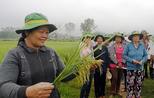 Nông dân tham quan mô hình trình diễn tại xã Điện Trung vào sáng qua 9.4.