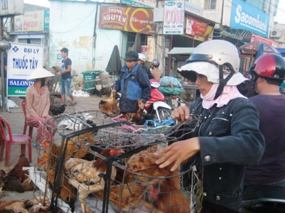 Chủ tịch UBND tỉnh yêu cầu phải siết chặt khâu vận chuyển gia cầm vào địa bàn Quảng Nam. Ảnh: Văn Sự