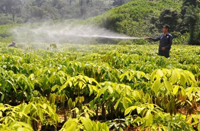 Cây cao su được kỳ vọng sẽ xóa đói giảm nghèo cho vùng cao huyện Bắc Trà My. Trong ảnh: Vườn ươm cao su tại xã Trà Nú (Bắc Trà My).