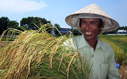 Nông dân rất phấn khởi vì lúa đông xuân được mùa trên diện rộng.