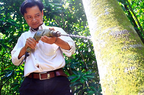 Mr Truong Cong Luong drilling the holes on the Aquilaria tree to create agarwood.