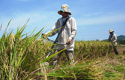 Nhờ được mùa nên vụ đông xuân này tổng sản lượng lúa của Phú Ninh tăng hơn 1 nghìn tấn.