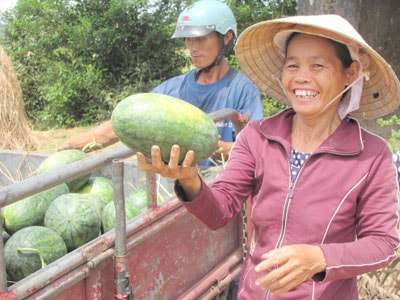 Nông dân phấn khởi thu hoạch dưa theo tiêu chuẩn VietGAP. Ảnh: N.D