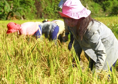 Hối hả thu hoạch lúa. Ảnh: Phương Giang