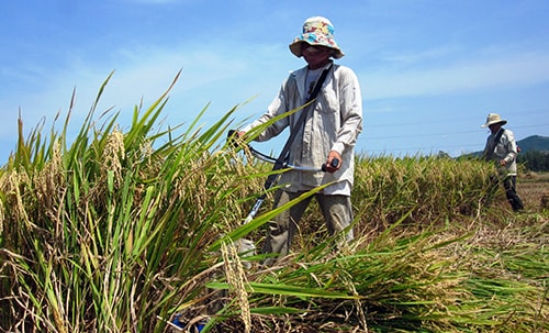 Thu hoạch lúa. Ảnh: V.SỰ