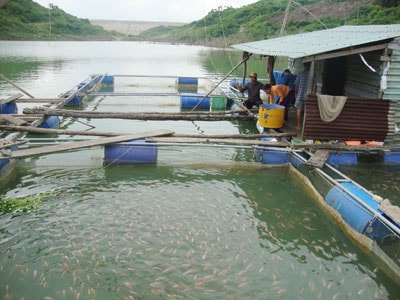 Nhiều lồng bè mới mọc lên trong lòng hồ thủy điện Sông Tranh 2. Ảnh: T.N