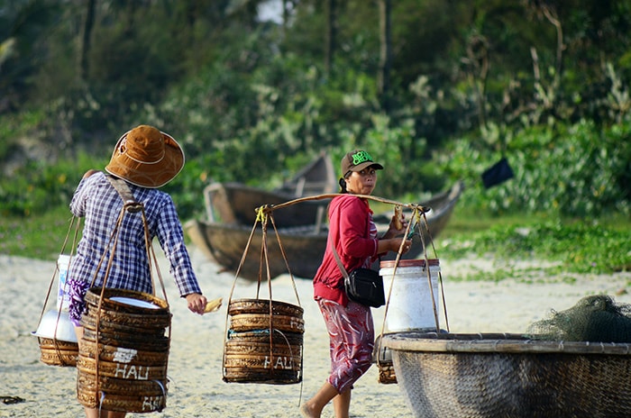 Chuyển cá lên bờ để phục vụ các chợ cá trên địa bàn thành phố Tam Kỳ.