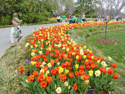 Du khách thưởng lãm hoa tulip.Ảnh : (Ottawacanada.ca) 
