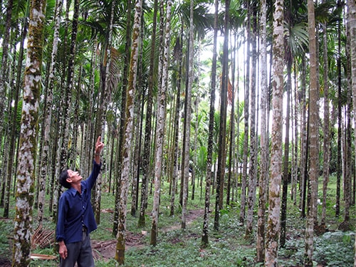 Vườn cau ở Tiên Lãnh. Ảnh: H.G